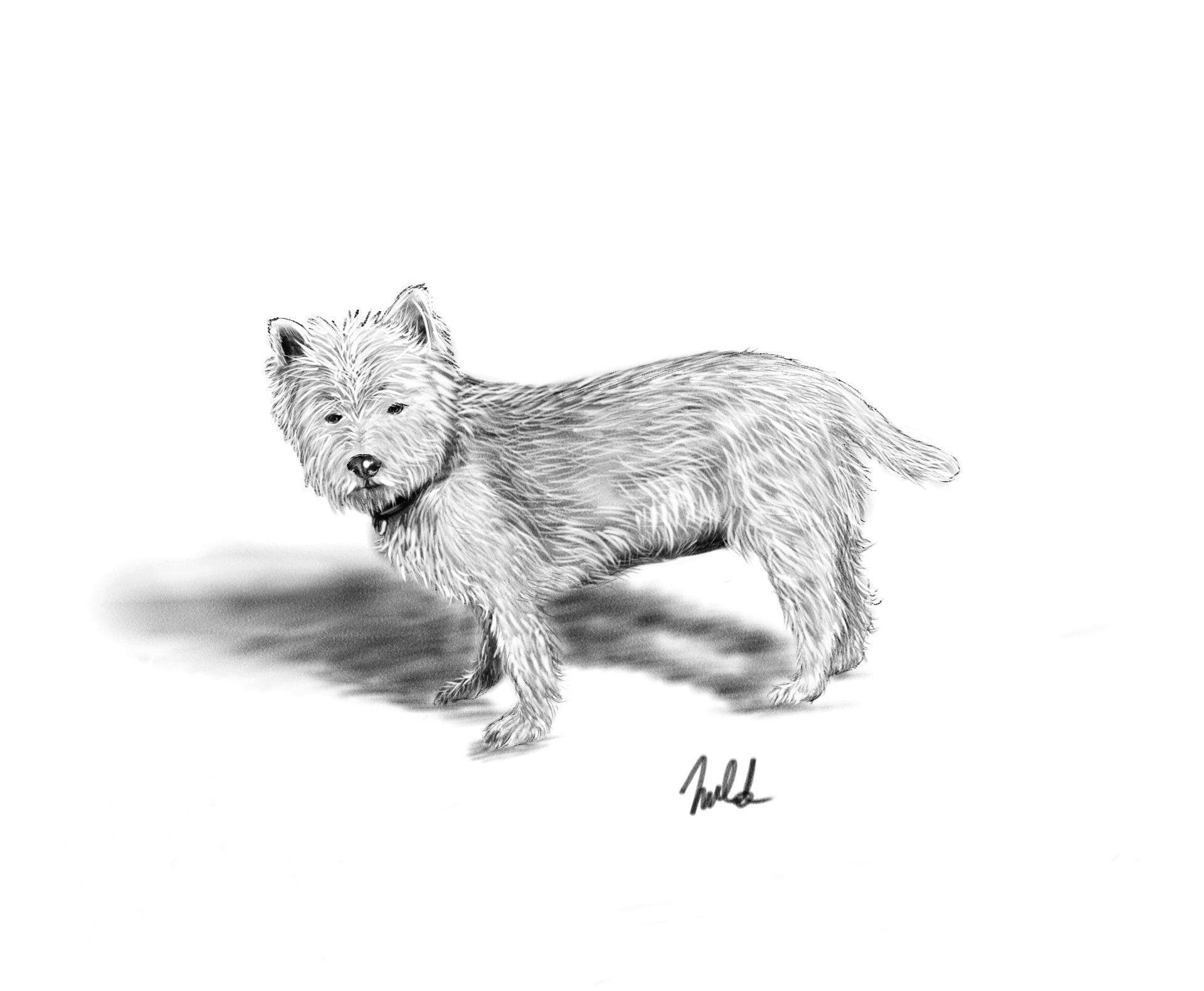 Le monde animal par MLD