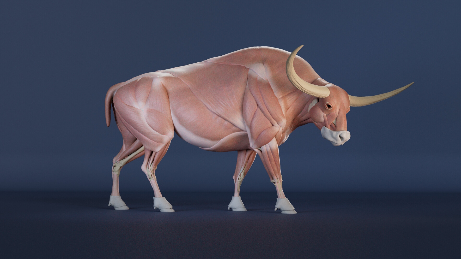 Portfolio Créatures 3D par Oxhi