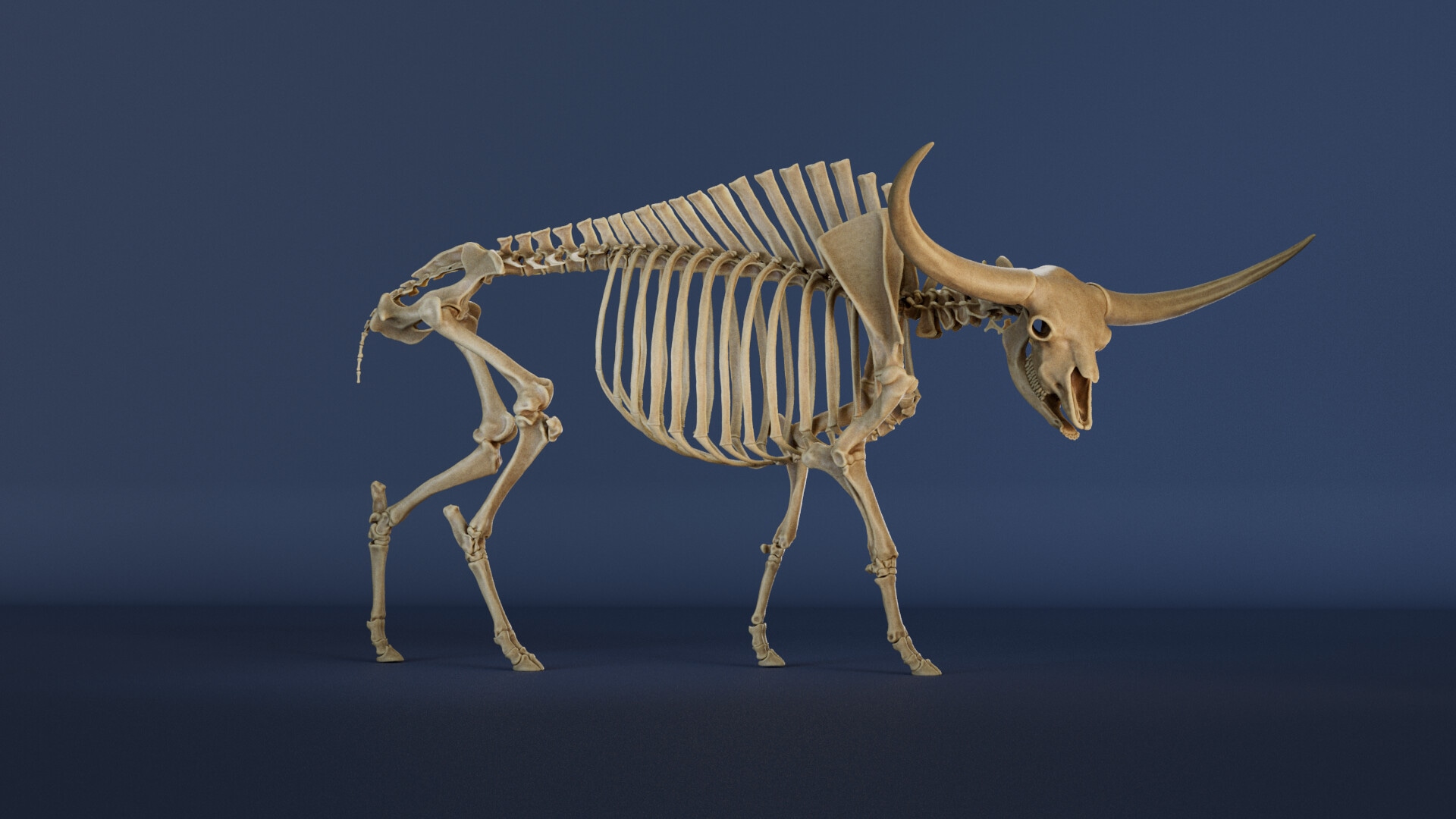 Portfolio Créatures 3D par Oxhi