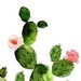 Image de profil de fleurs