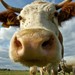 Image de profil de louka1