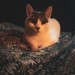Image de profil de meryl