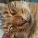 Image de profil de malizia