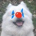 Image de profil de randomkiwi