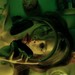 Image de profil de felicis