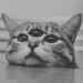 Image de profil de legroschat