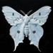 Image de profil de naerya