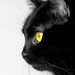 Image de profil de catana