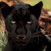 Image de profil de bilal