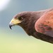 Image de profil de lga