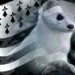 Image de profil de simonlm