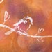 Image de profil de hli_lia