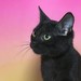Image de profil de shanael
