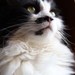 Image de profil de neira_3_