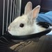 Image de profil de clemur