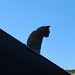 Image de profil de whatever