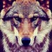 Image de profil de loupblanc