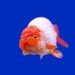 Image de profil de ranchu