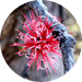 Image de profil de padici2laba