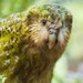 Image de profil de strigopskakapo
