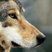 Image de profil de cwild
