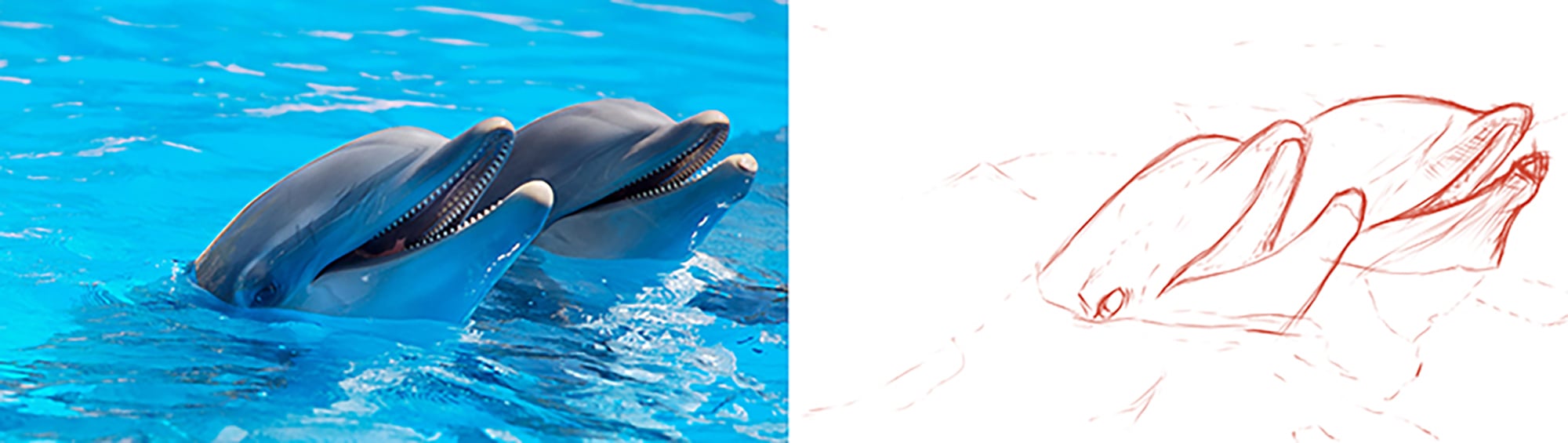 daulphin-63d96025.jpg