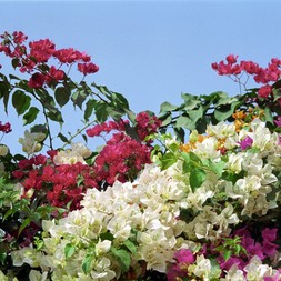 VroniqueGentet-603