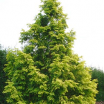 MetaSequoia