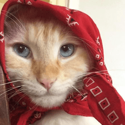 Babushka