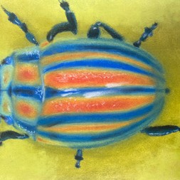 celusim