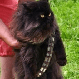 Chewbaccat