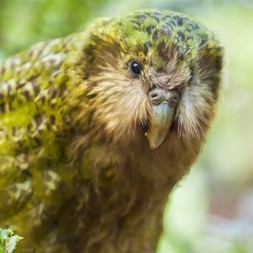 Strigops Kakapo
