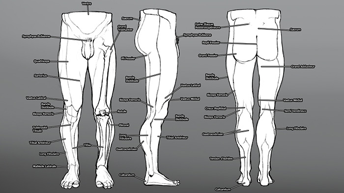 Chapitre 7 : anatomie du bas du corps