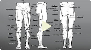 Chapitre 7 - Fesses, Jambes et Pieds